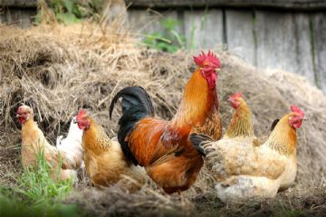 Focolaio influenza aviaria ad alta patogenicit&#224;